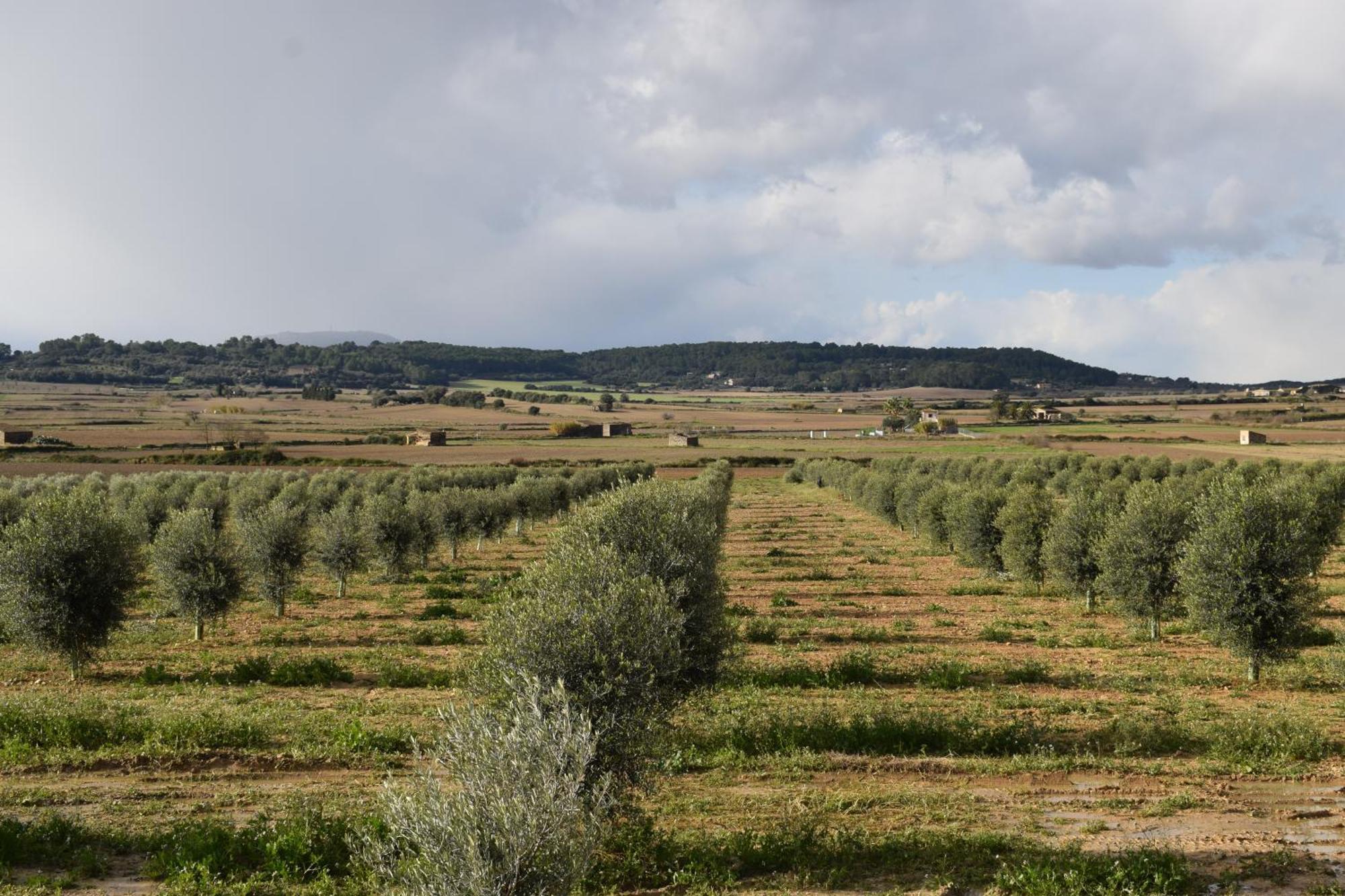 Agroturisme Gossalba Sant Joan 部屋 写真